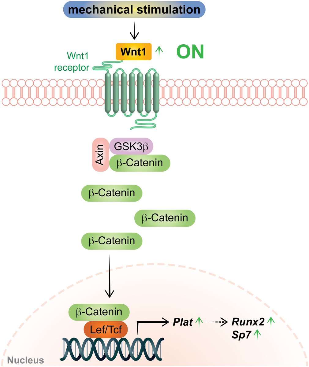 I am pleased to share our latest work on "#MechanicalInduction of Osteoanabolic #Wnt1 Promotes #Osteoblast Differentiation via #Plat," which is now available online at @FASEB

faseb.onlinelibrary.wiley.com/doi/epdf/10.10…