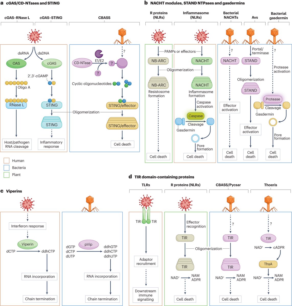 Conservation and similarity of bacterial and eukaryotic innate immunity rdcu.be/dzS7a @aaronwhiteley and @hannahledvina review the similarities between eukaryotic and bacterial innate immunity, exploring conserved components, signalling and restriction mechanisms.