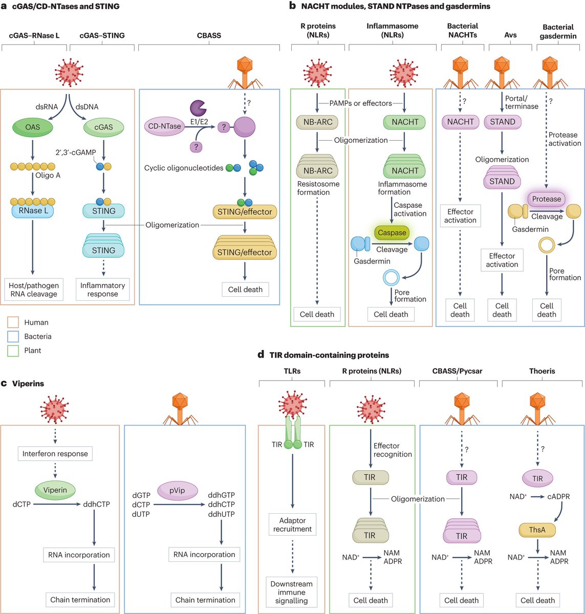 Conservation and similarity of bacterial and eukaryotic innate immunity

rdcu.be/dzS7a

<a href="/aaronwhiteley/">Aaron Whiteley</a> and @hannahledvina review the similarities between eukaryotic and bacterial innate immunity, exploring conserved components, signalling and restriction mechanisms.