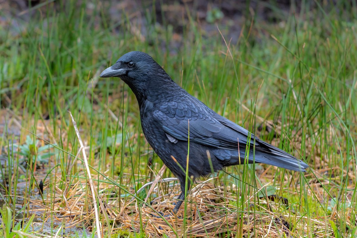 One of a group of very noisy Crows (Corvus corone) in the Valley this morning. Such smart birds when you see them close up! #OxfordshireFens #OX3