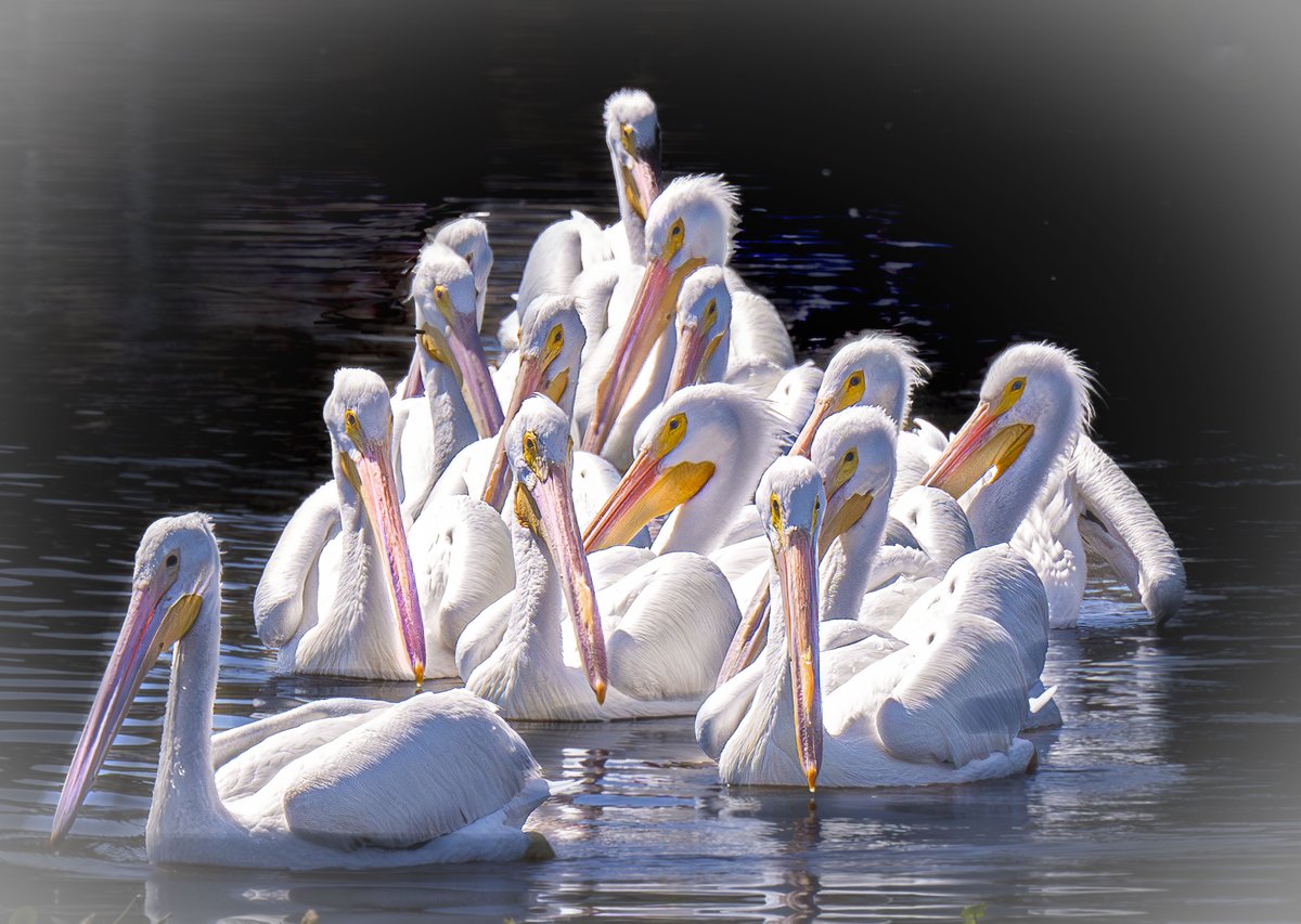 Pod of white pelicans in our lake.
