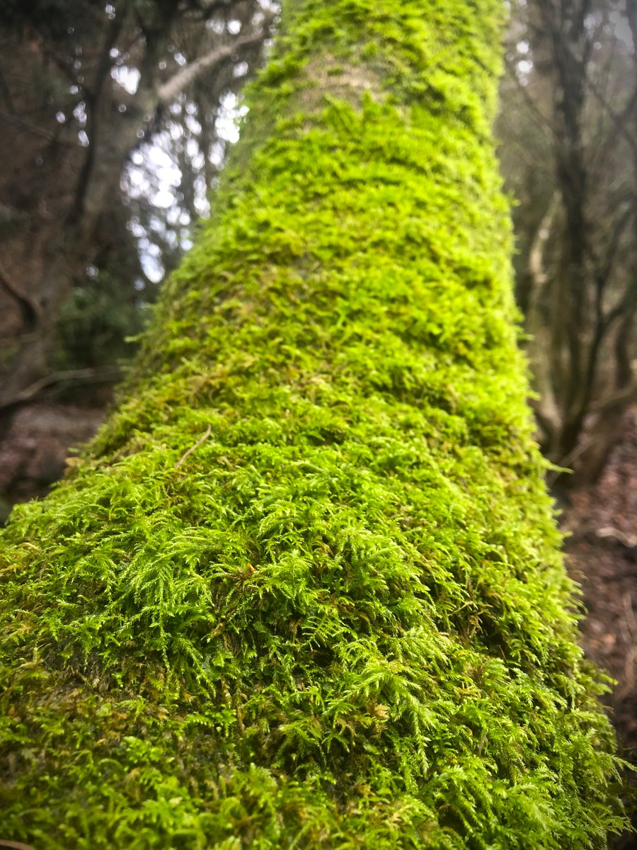 #WildPlantWednesday Take a walk through a coastal BC forest and you’ll often come across bigleaf maples (Acer macrophyllum). One of the biggest identifiers is just how much moss grows on this tree compared to how little often grows on neighbouring species.