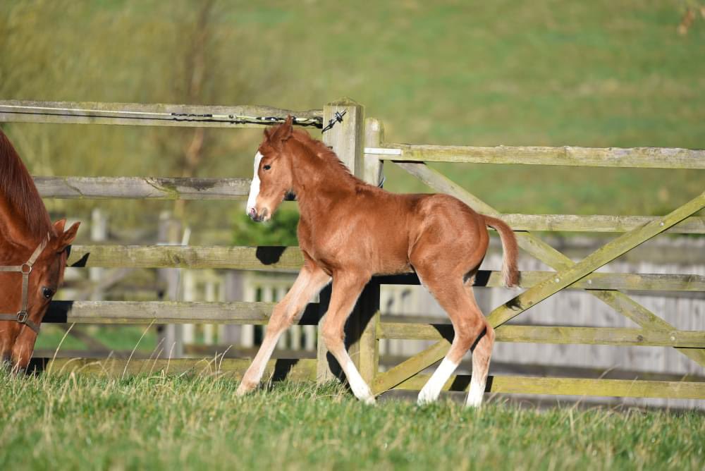 Welcome to the world, Palace Pier x Dream Child! 🐴💫 One of our latest foals making his debut at Elwick Stud. A strong foal with excellent confirmation. Keep an eye on our feed throughout the year to watch his development. 🌟🏇 #ElwickStud #Foal