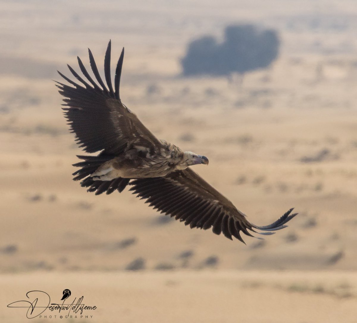 Desertwildlifem's tweet photo. Lappet-faced vulture Dubai UAE #birdguide https://t.co/oakF0ryt0h