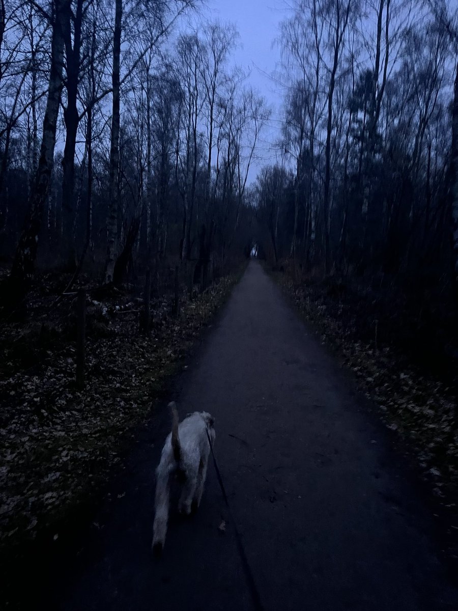 manlinger's tweet image. Kvällsrunda i skogen