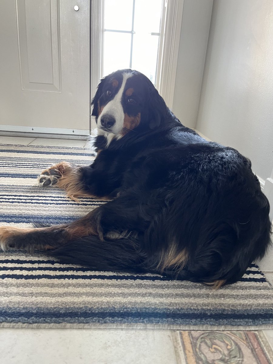 LittleDenene's tweet photo. Sometimes the toughest job is waiting.
#patience #atimeforeverything #dogsofx https://t.co/GPGXOoRbRb