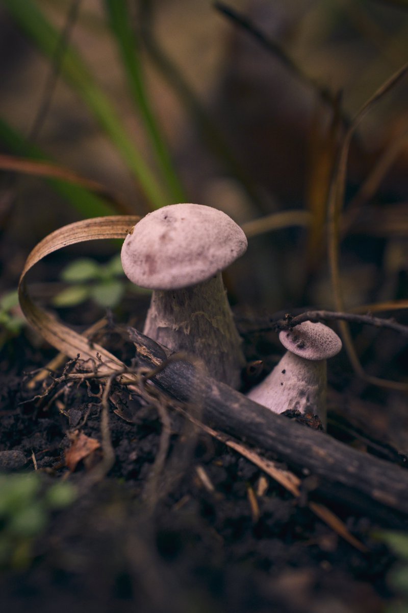 shroom_forager's tweet photo. My first find of the Purple Gilled Laccaria🍄 This mushroom is abundant in the eastern US and loves to grow around trees and shrubs!! #foraging #mushrooms https://t.co/W0GjCLhTYY