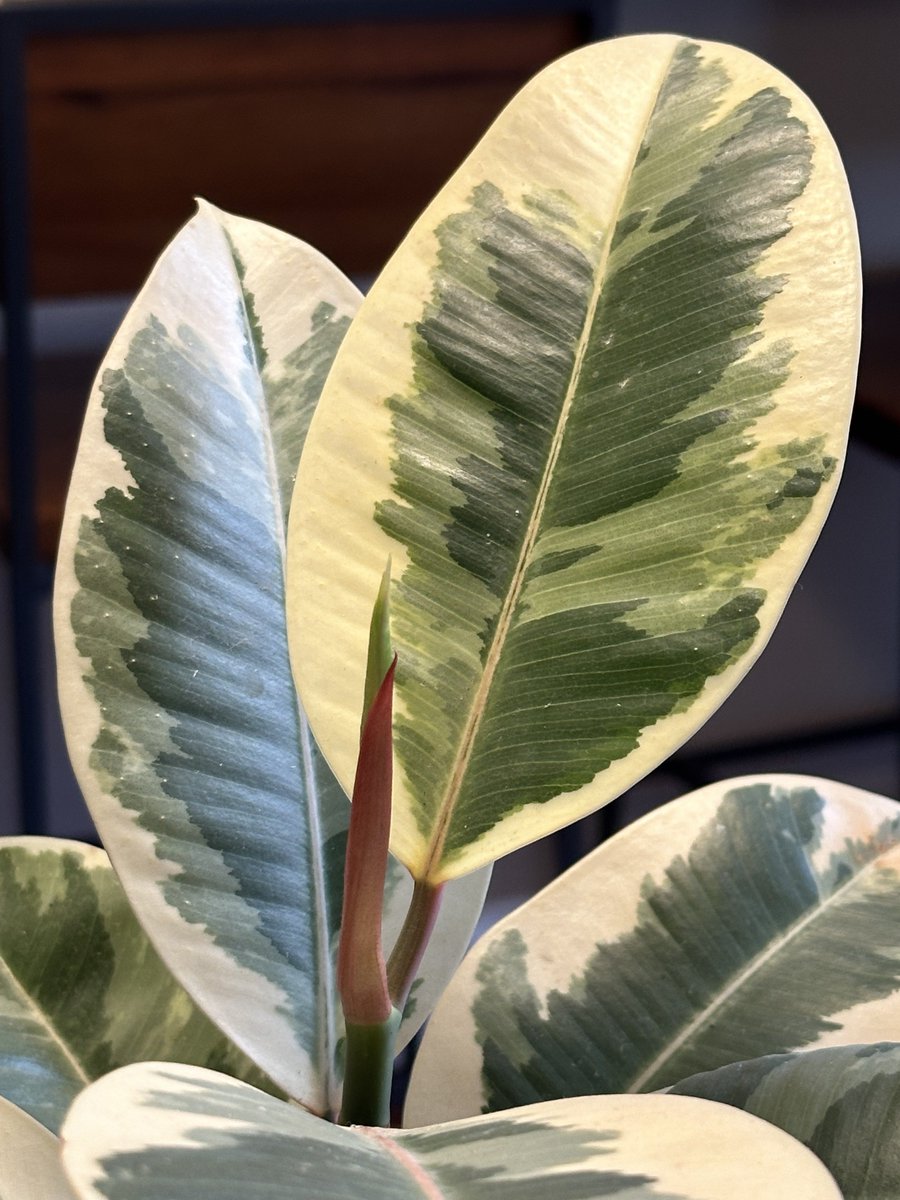 PottedPlants.org tweet media