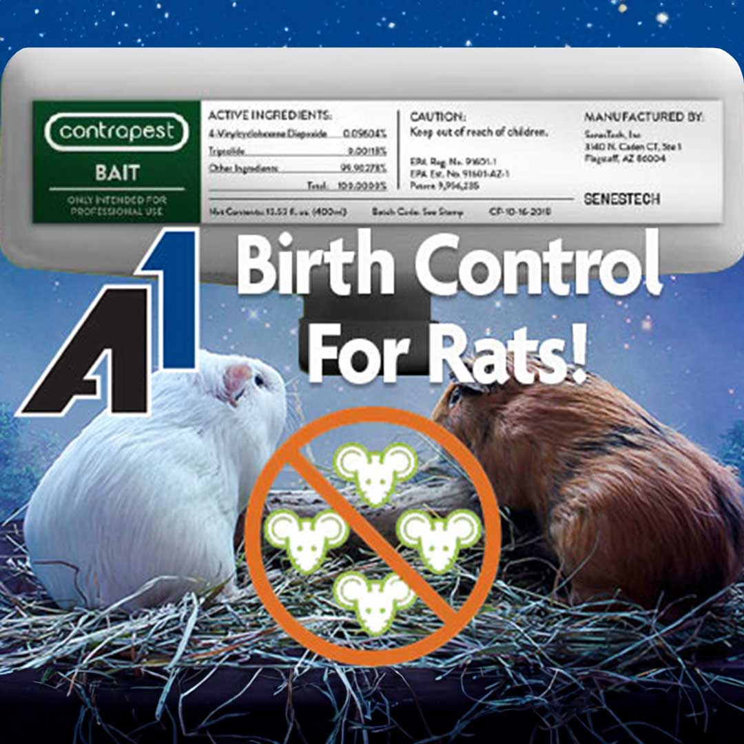 A1Exterminators's tweet image. Stop rat romance with ContraPest, the EPA-certified, family-safe rat contraceptive.
📉🐁 See 65-90% reduction in rat populations, 100% kill-free. 🌿✅ 
Learn more! 👉 a1exterminators.com/contrapest-rat…

#a1exterminators #contrapest #rodents #rodentcontrol