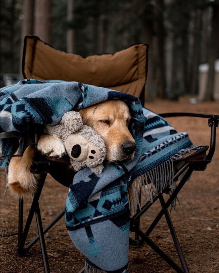 RetrieverDaily tweet picture