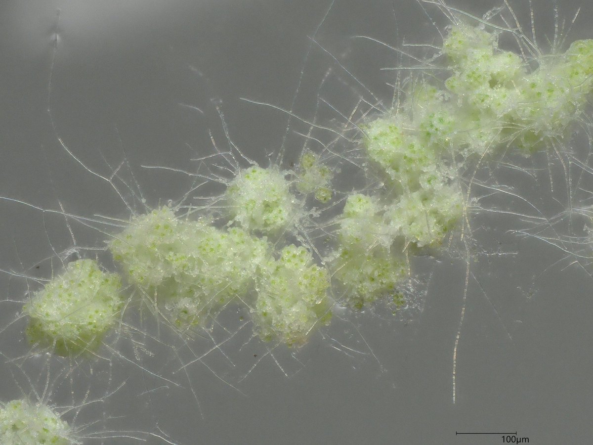 Symbiotic powder stretching arms 🙋‍♂️
Some lichens propagate by jointly packing a few algal symbionts in a fungal wrap so small to appear as a powder to the naked eye. After dispersal, they start growing fungal arms to embrace new grounds #lichens #soredia #symbiosis #cultures