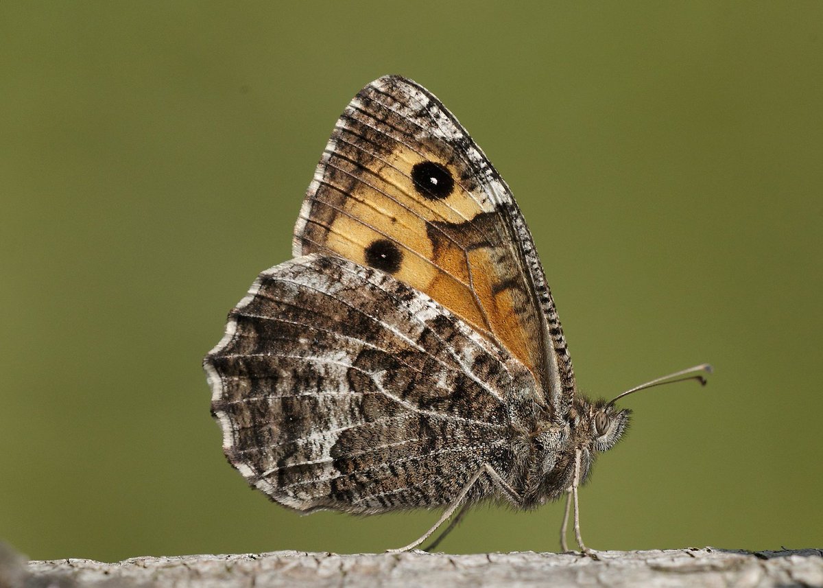If you enjoyed the stunning views of Edinburgh from Arthur’s Seat on <a href="/NetflixUK/">Netflix UK & Ireland</a>'s One Day, you might like to know that it’s a great place to see a rare butterfly called the Grayling 🦋⛰️

📷: Iain H Leach
#OneDay #SaveButterflies