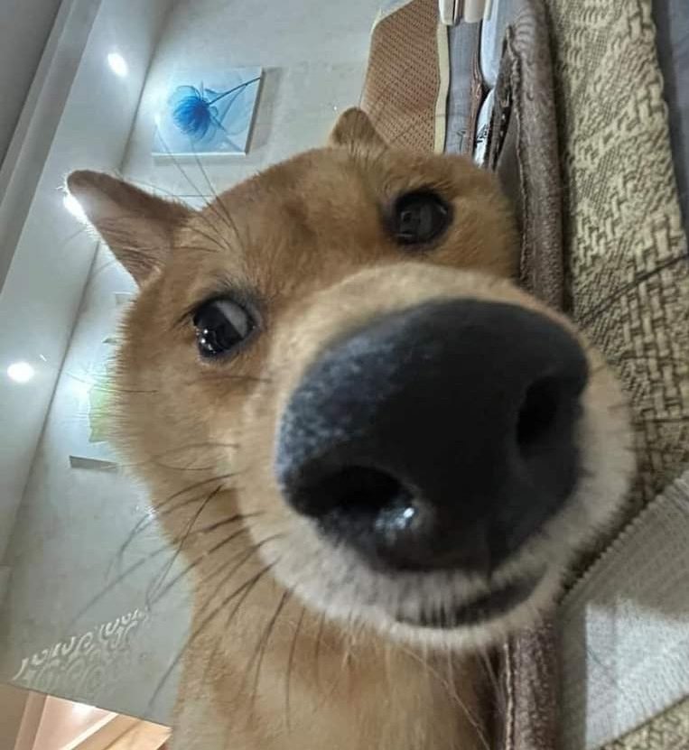 Janjauwu's tweet photo. Ya no la voy a borrar equisde

Ya llegó a los 500 likes https://t.co/gh4kShQRKA