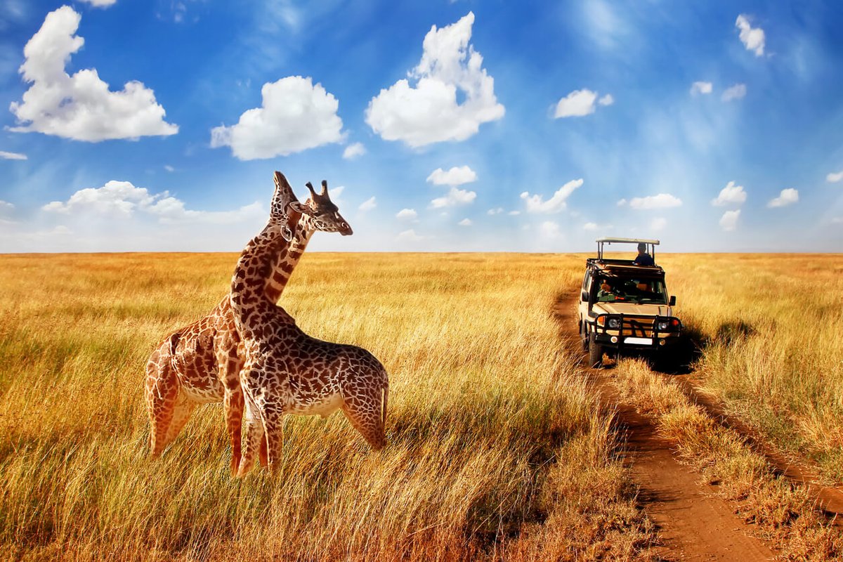 Did you know 'Serengeti' means endless plains'?  Experience the vastness for yourself with Asili Africa Expeditions!  Book your unforgettable safari today

  #SafariAdventure #WildlifeSafari #ExploreAfrica #TravelGoals #BucketListDestination #SerengetiNationalPark #AfricanSafari