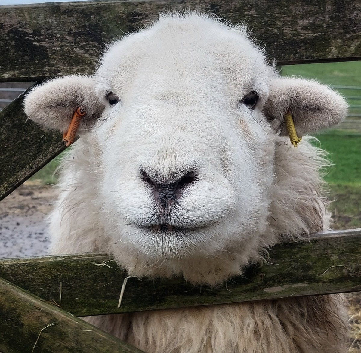 Droopsy's lovely face to greet me as I stepped out the door this morning. Wondering if his hay is on its way... #herdwicks #haytime #hillfarm #peakdistrict #farmstay