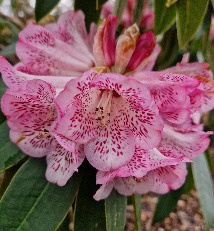 Beautiful Rhododendron Macabeanum and Rhododendron irrorata in flower at Furzey Gardens now.

Aren't they beautiful!

#Rhododendron #thenewforest #rhspartnergarden #hampshiregardens #springishere