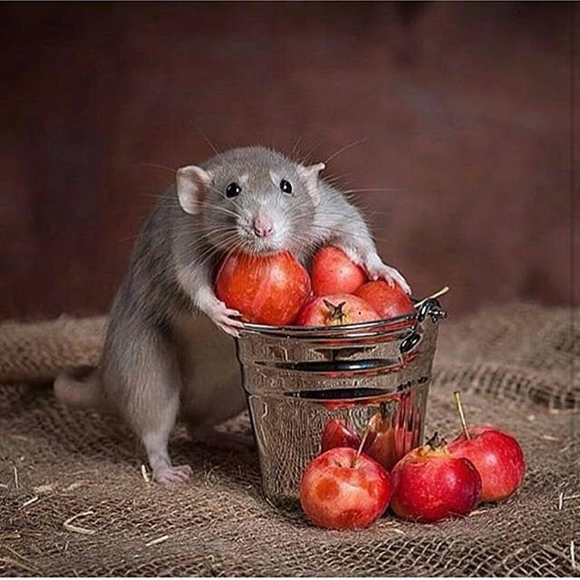 Hello....delicious apples