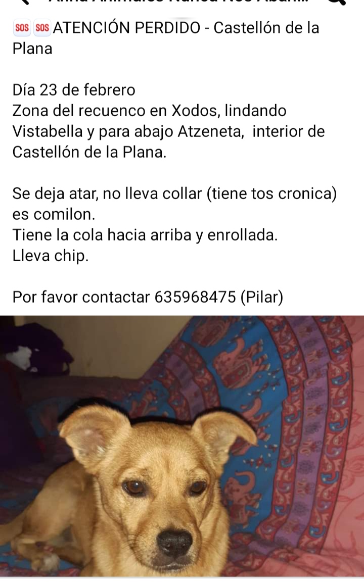 Perro perdido en Castellón de la Plana, se llama Koko. Contacto: 635968475 (Pilar)
Se ruega difusión.
Gracias.