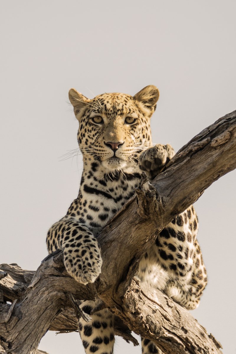 Leopard, Botswana #BBCWildlifePOTD #NaturePhotography #wildlifephotography #wildlife #TwitterNatureCommunity #ThePhotoHour #TwitterNaturePhotography #leopard #botswana #chobe #africa #safari #naturepositive #NatureBeauty #WildlifeWednesday #Hunter