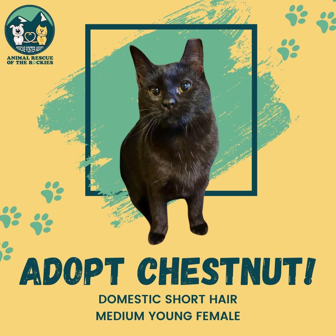 ARRColorado's tweet photo. Chestnut is looking for the perfect adopter who will appreciate her for the love bug she is becoming!

💚 She is quiet and sweet
💚 She loves to be pet 
💚 She loves other cats

Read her story here:
https://t.co/uBB5Jkbszw https://t.co/jLr1J5dSAI