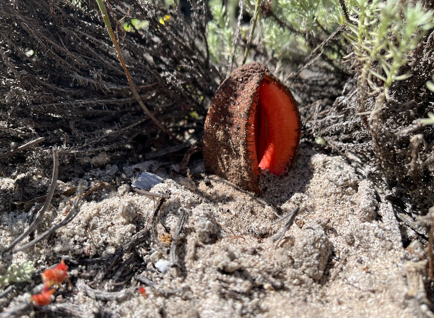 BotanicalAnime's tweet photo. 🏜️ Native to southern Africa, specifically in desert regions of Namibia, South Africa and Botswana. It's found in semi-arid and desert areas, mainly on sandy soils and with little vegetation.
📷: GBIF
(9/10) https://t.co/zv0DJGUQxD