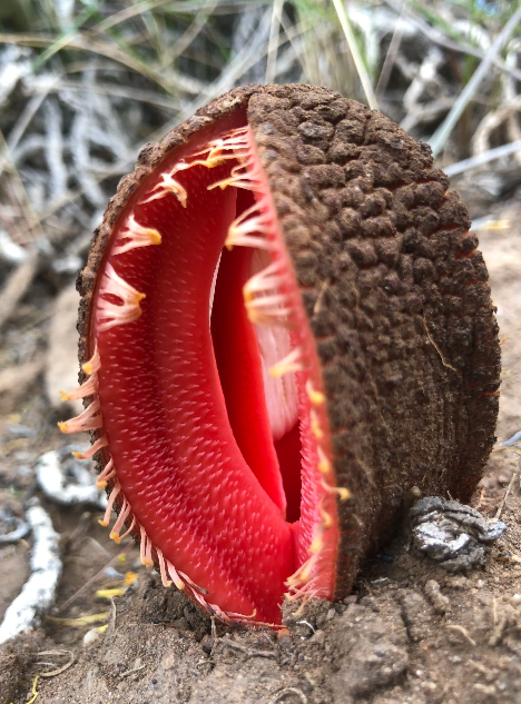 BotanicalAnime's tweet photo. 🌱 It's a fascinating plant due to its unique adaptation as an underground parasite and its association with pollinating beetles in its extreme environment. Definitely a gem of African flora! 
📷: GBIF
(10/10) https://t.co/FEZydeLh1p