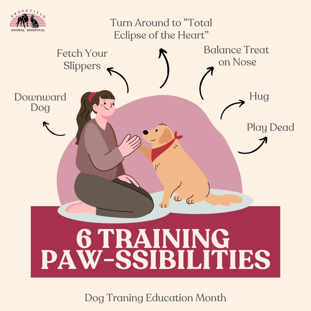 BrookfieldAH's tweet image. Unleash the fun! It&apos;s Dog Training Education Month! 🎉 

Who said training has to be all serious business? Here are 6 silly tricks to teach your furry friend, proving that learning can be fun! 🐶💕 #DogTrainingFun
