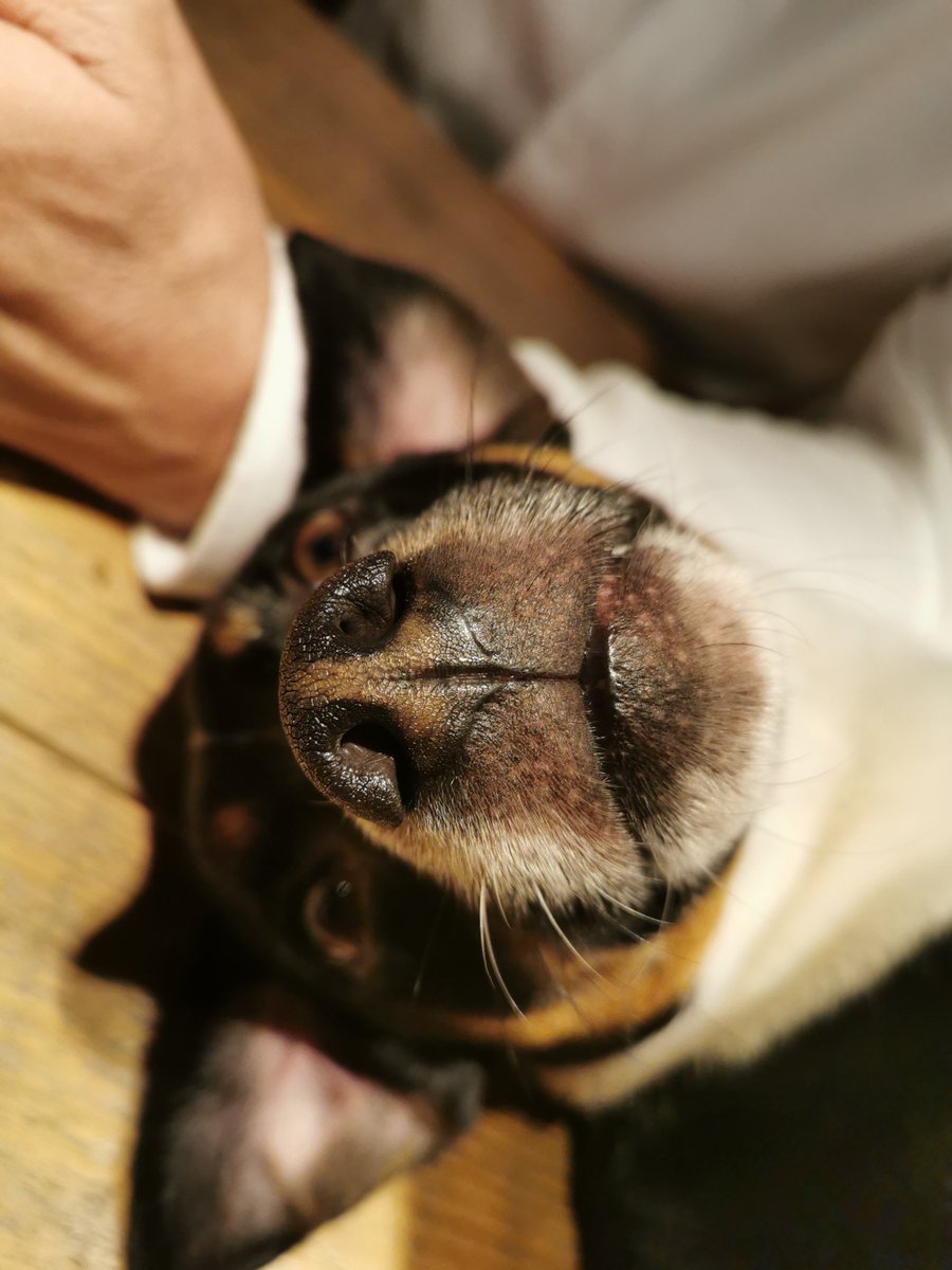 SnowSimply's tweet image. Wisten jullie dat de neusafdruk van elke hond uniek is? Net als een vingerafdruk bij mensen.
Theun.. ❤️