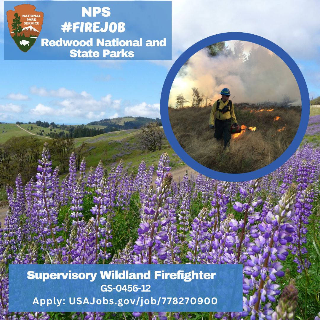 FireAviationNPS's tweet image. Find your next #FireJob with the @natlparkservice! We are seeking a supervisory wildland firefighter (GS-0456-12) at @redwoodnps, duty stationed in Orick, California. #NotYourOrdinaryJob
Apply ➡️usajobs.gov/job/778270900