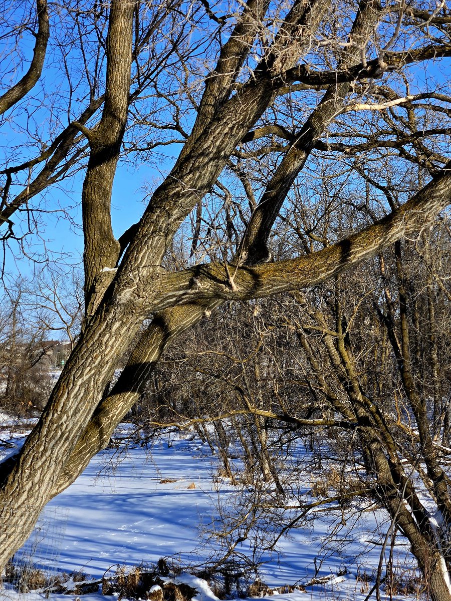 February 27, 2024. Seine River at point where, long ago, father of Louis Riel had a water mill. At the end of February, I will be leaving Twitter. Best to all!
/ <a href="/SaveOurSeine/">Save Our Seine</a>