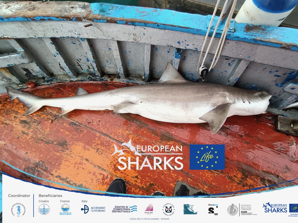 a very rare sight, this large smoothhound #shark  accidentally caught in Sardinia. This matriarch produced 150+ babies in her lifetime. Thank you mama - you did her best to restock the Tyrrhenian sea! It's up to us now to help your lot survive and thrive #EUBiodiversity #EU4Ocean