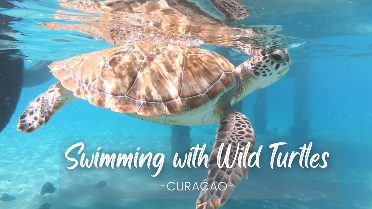 ⏰📷 NEW VIDEO NOW LIVE 📷⏰ youtu.be/OrSjSozCClA @CuracaoTravel | @TUIUK
