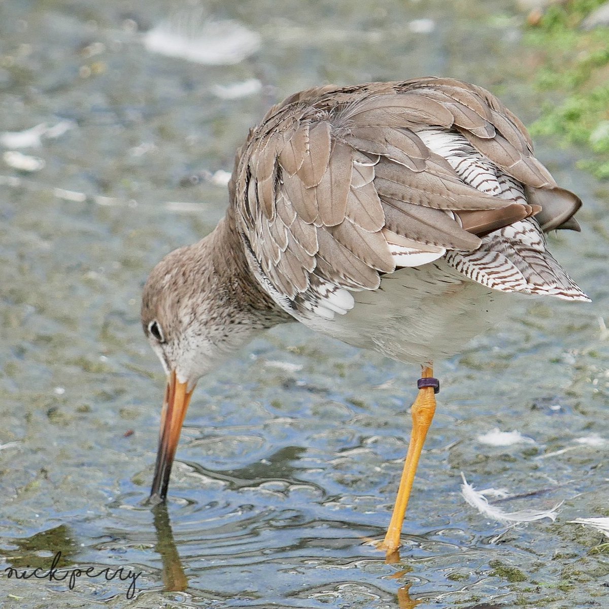 Redshank @WWTSlimbridge 
#WaderWednesday 
#Twitternaturecommunity
#TwitterNaturePhotography 
#birdwatching #birding
#NatureConservation
#WetlandConservation
#NaturePositive 
#NatureTherapy