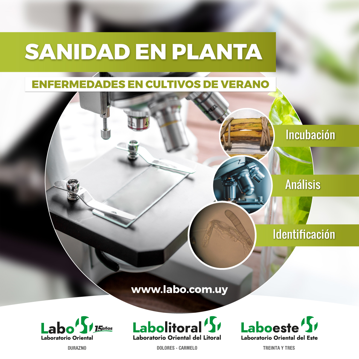 🌿SANIDAD EN PLANTA

DIAGNÓSTICO CORRECTO = ELECCIÓN DE MEDIDA DE MANEJO CORRECTA

¡Estamos a las órdenes por cualquier consulta!

CONSULTAS GENERALES
+598 97 730 755 (llamada o whatsapp)