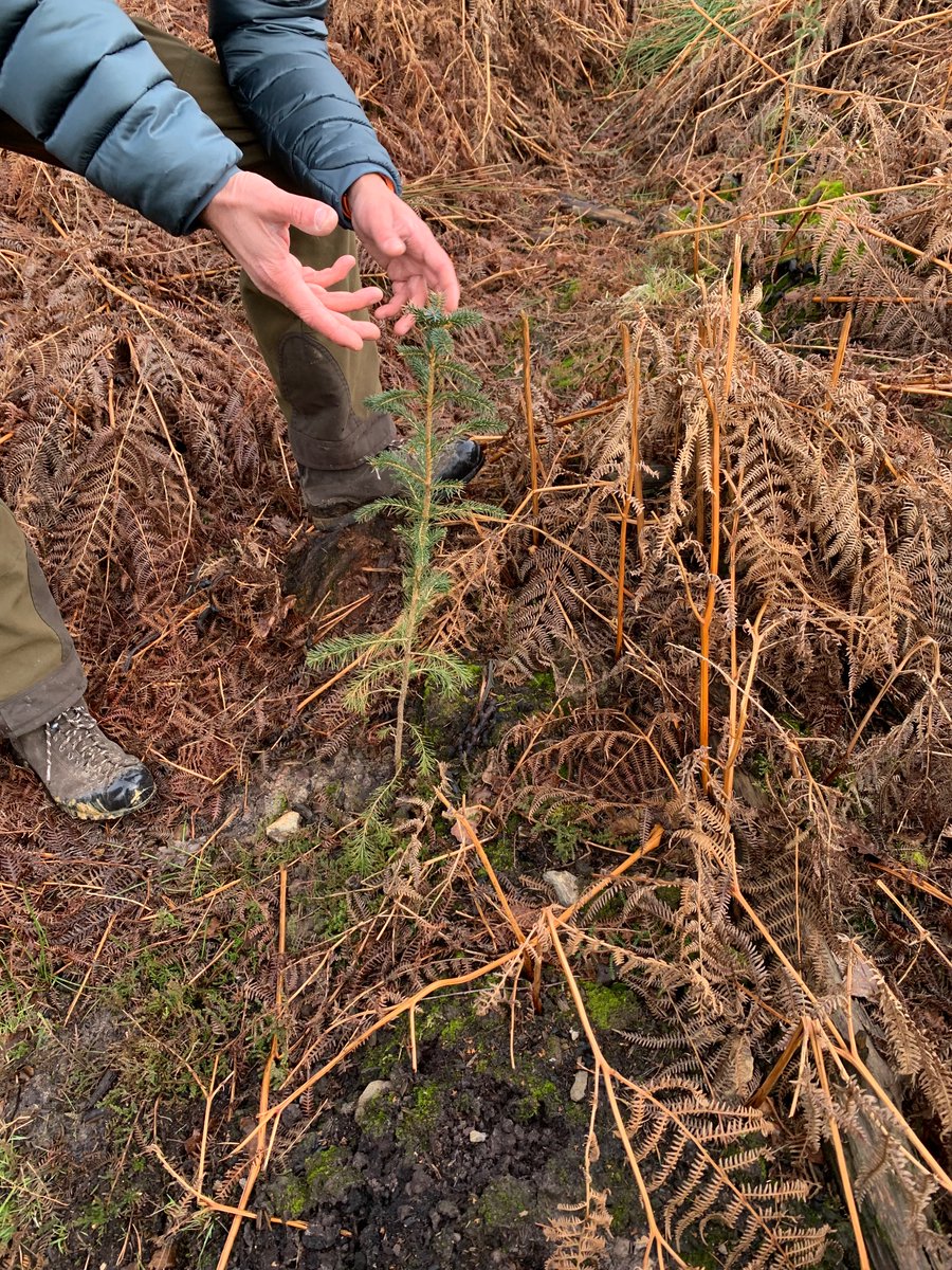 Dr Natasha Coleman tweet media