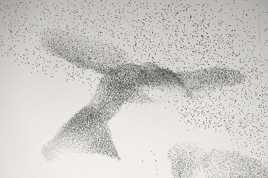 3. 'Starling Murmuration' By Daniel Dencescu