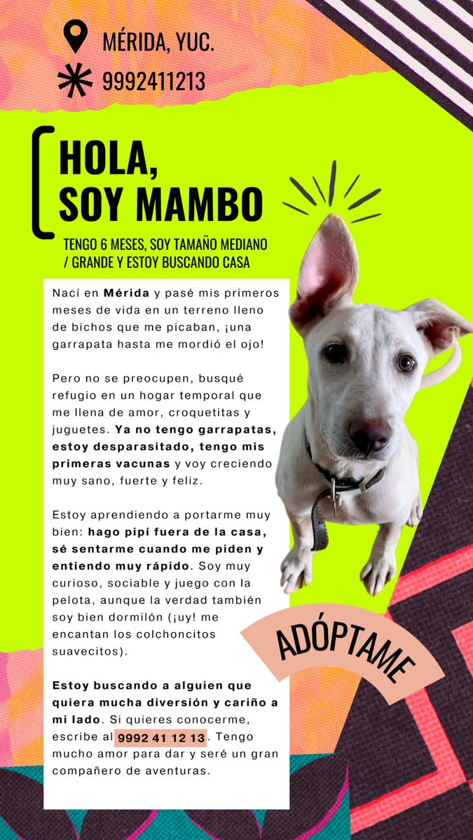 Soy Mambo y estoy buscando una casa! Viví en un terreno en #Mérida sin techo ni agua, lleno de bichos, pero ya estoy listo para una nueva vida. 

Estoy sano, fuerte y feliz. Soy súuuper cariñoso y gentil. 
#AdoptaNoCompres