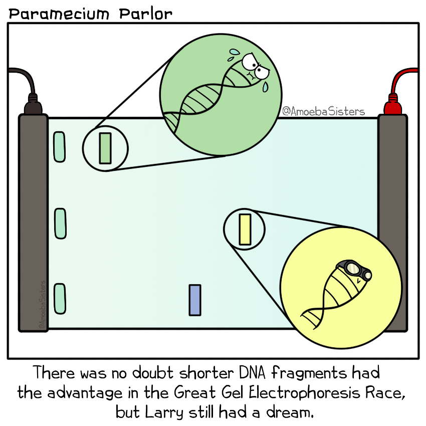 GenScript's tweet image. Larry, the inspiring DNA fragment💜😅🤣

Image by AmoebaSisters

#geneengineering #geneediting #molecularbiology #biotechnology #biotech #lablife #phdlife #lifesciences #labmemes #phdmeme
