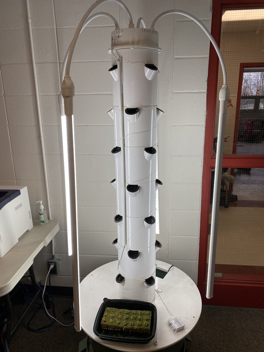 Today @StGemmaOCSB junior students started the gardening club. We will be learning about aquaponics (water based garden tower) & building and creating an outdoor garden for our school. We are hoping to learn a lot about urban gardening & food sustainability @ocsbEco 🥬🥕