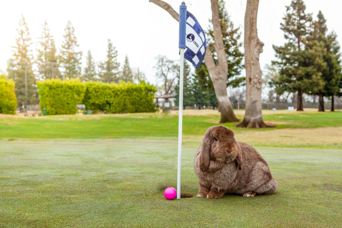 We are one month out from our eggs-traordinary annual Easter Brunch! Celebrate with us and enjoy a buffet, egg hunt, crafts, cotton candy, and of course a visit from our bunny. Members, register on the website calendar or mobile app today. Hop to it! #chicocalifornia #easterbunny