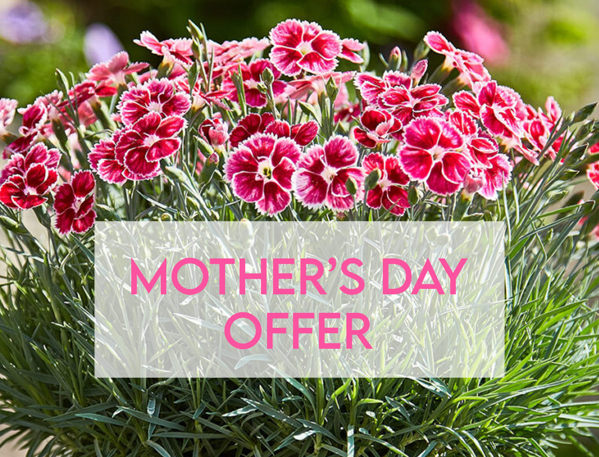 whetmanpinks's tweet photo. Treat that important lady in your life with this Mother's Day offer.

This offer will see you receive a selection of our jumbo plug plants ready to pot up for Spring planting.

https://t.co/PrPXGPksXN

#mothersday #plants #flowers #Spring2024 #whetmanpinks #fragrance #garden https://t.co/yqamPDljjj