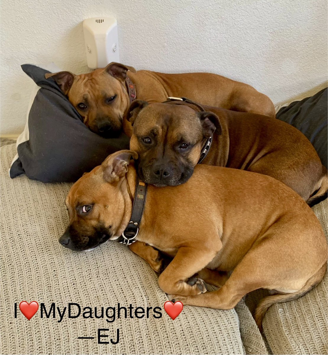 MyStaffords's tweet photo. #staffordshirebullterrier #housejudael #girldaddog #ejedpups #ezmapup #11monthsold & #6yearsold https://t.co/DtO3CxXpU3
