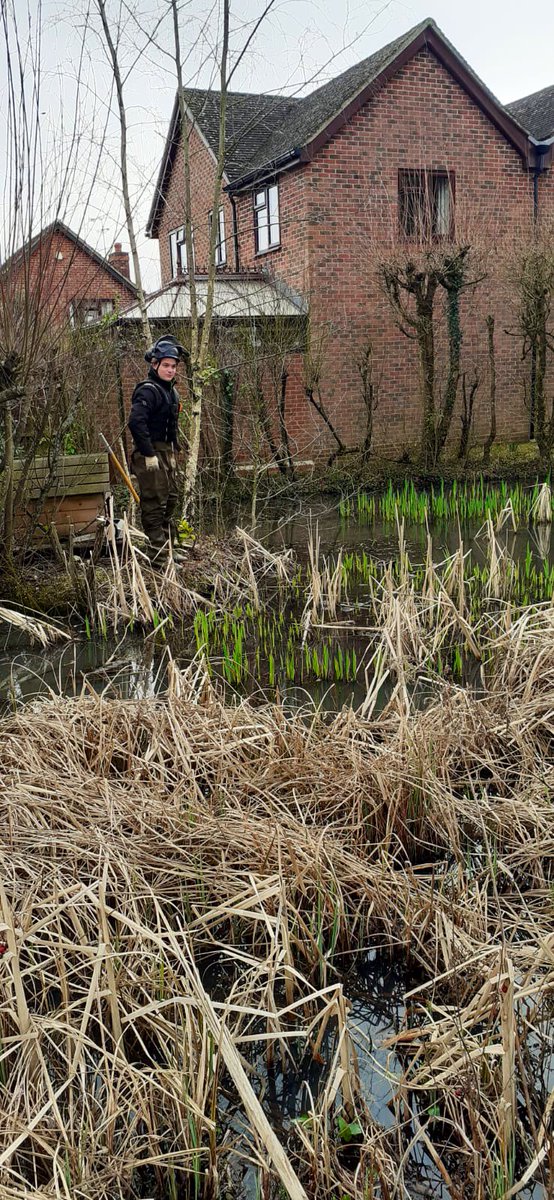 PrimaryTreeSurg's tweet photo. Working at the community pond in #SherborneStJohn under AH’s experienced eye, TN is re-coppicing a Willow &amp; #pruning #felljng &amp; #pollarding. 

He’s safely kitted out in waders &amp; buoyancy aid alongside his regular PPE 👍🏻😊👍🏻

#treesurgeons #treesurgery #treesurgeonintraining #arb https://t.co/zqrtNrC4PZ