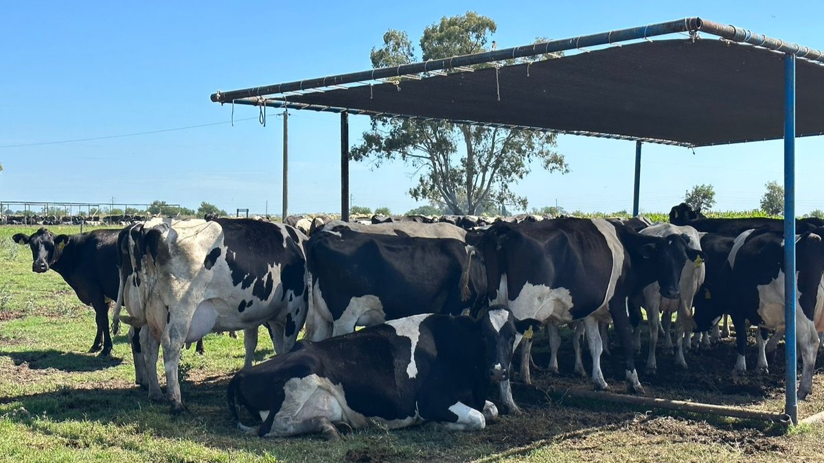 nutralmix_srl's tweet photo. #Preparto Ya hablamos sobre la importancia de contar con sombra en el preparto ⛱️
En el caso de medias sombras, lo ideal es una densidad de 4 m2 por animal… ¡algo que en este caso no se está cumpliendo! ⚠️ Como vemos, las vacas están un poco apretadas y con espacio insuficiente. https://t.co/9lHhVb83Cb