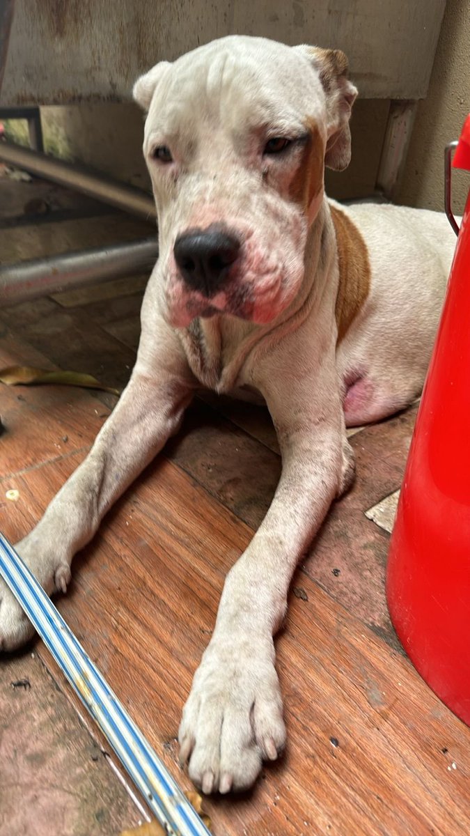 La Revolución Animal tweet media