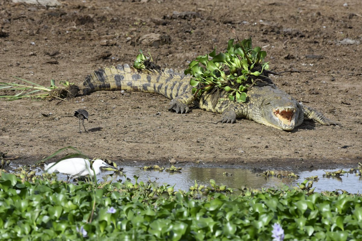 artsue_'s tweet photo. Did you know Queen Elizabeth national park, about 10000years, had no crocodiles in the Kazinga channel water body? https://t.co/qY8htqDqaV