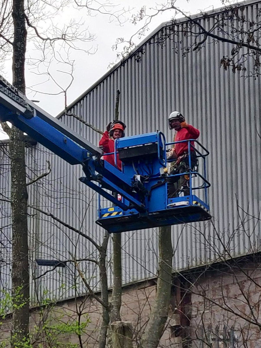 PrimaryTreeSurg's tweet photo. JB, JC &amp; ZC are making good use of the MEWP to fell a declining, multi-stemmed Alder infected with #phytopthora &amp; #crownreducing a Willow…all highly practical #learningonthejob for our #treesurgeonintraining ZC

#treesurgeons #treesurgery #teamwork #arb https://t.co/2nLvKk9wax