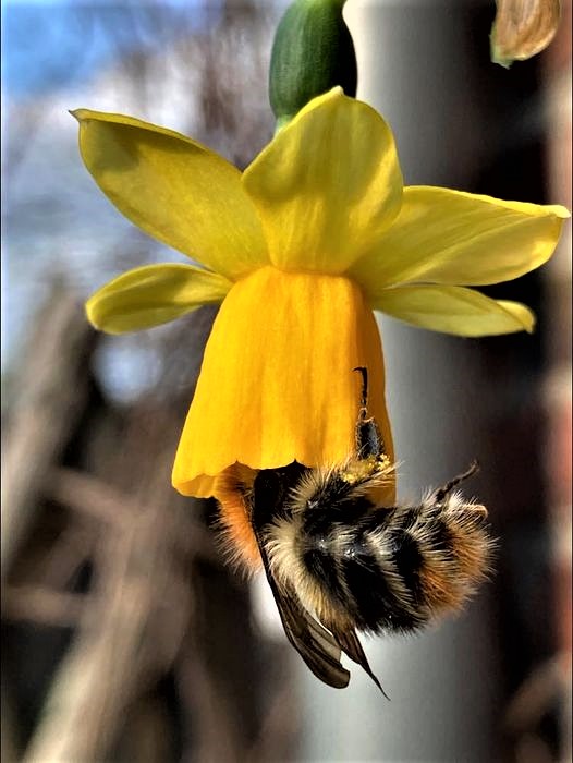 Night thoughts

A bee lives for 4 to 6 weeks, during this time it produces no more than 1 teaspoon of honey. To do this, it has to fly to up to 3000 flowers a day and cover around 800 km during its entire life. Just a teaspoon of honey for us, but a whole lifetime for the bee🐝💚