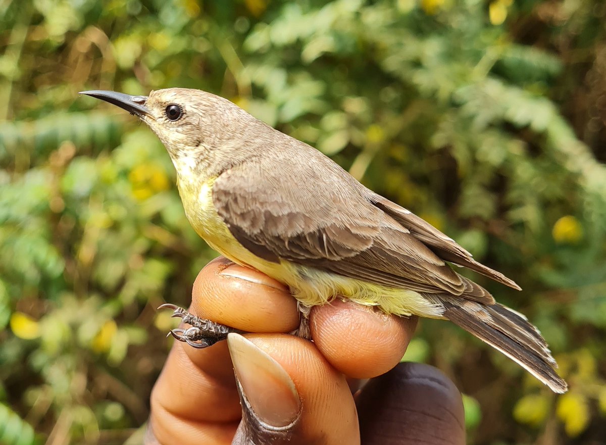 Pygmy Sunbird, Hedydipna platurus. Caught and ringed today, another new species for @kartongbirdobs. Reasonably frequent upriver in the provinces, this species is very rare in coastal Gambia.