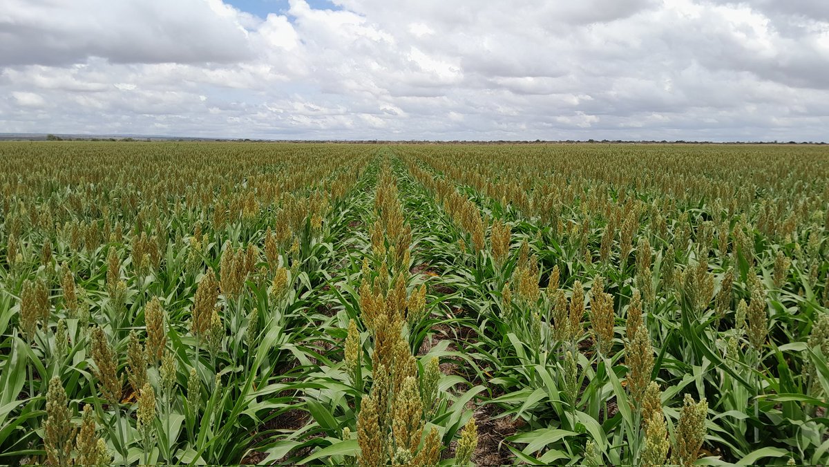 Today, has been mostly about sorghum.